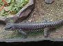 leguan